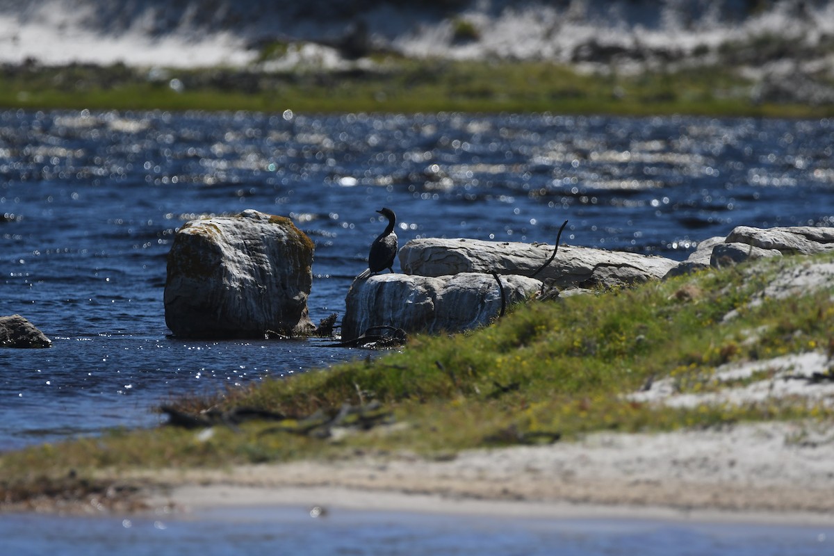 Reed Cormorant - ML645697789
