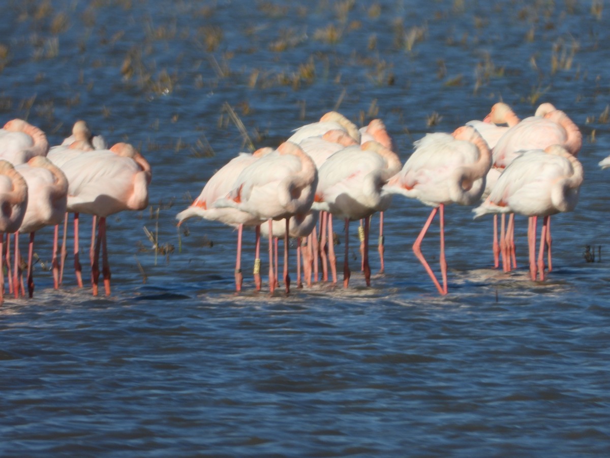 大紅鸛 - ML645697799