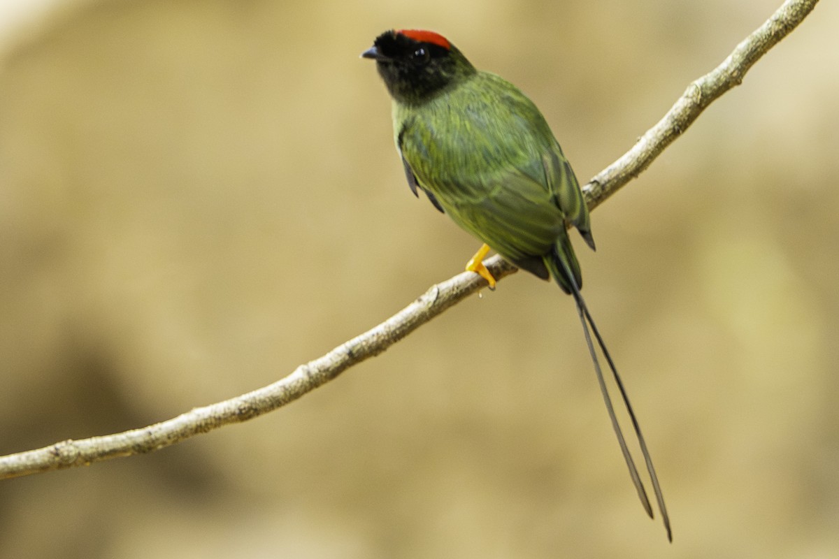 Long-tailed Manakin - ML645697802