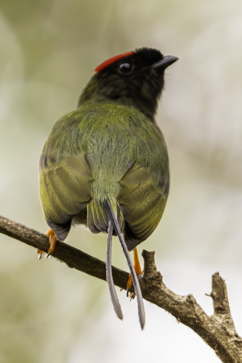 Long-tailed Manakin - ML645697805