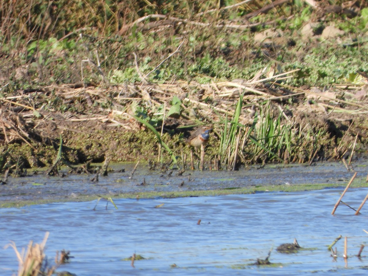 藍喉鴝 - ML645697810