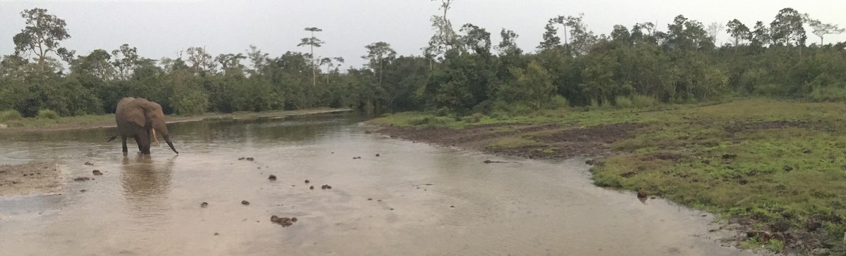 Forest Elephant - ML645697812