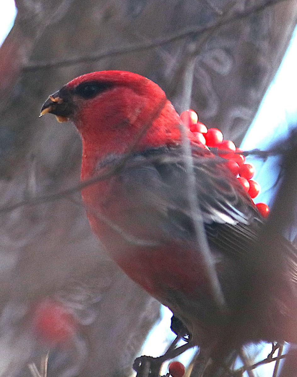 Pinu-gailupa - ML645697813