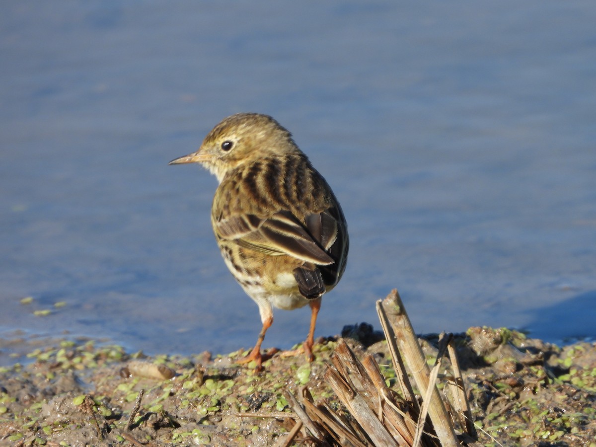 草地鷚 - ML645697814