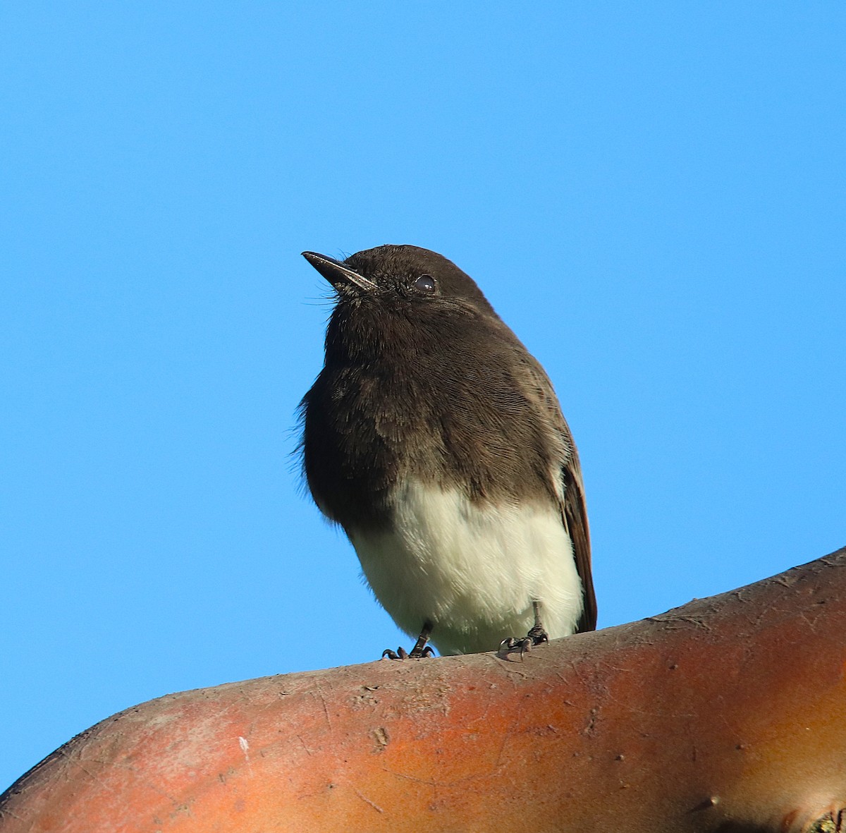 Black Phoebe - ML645697819