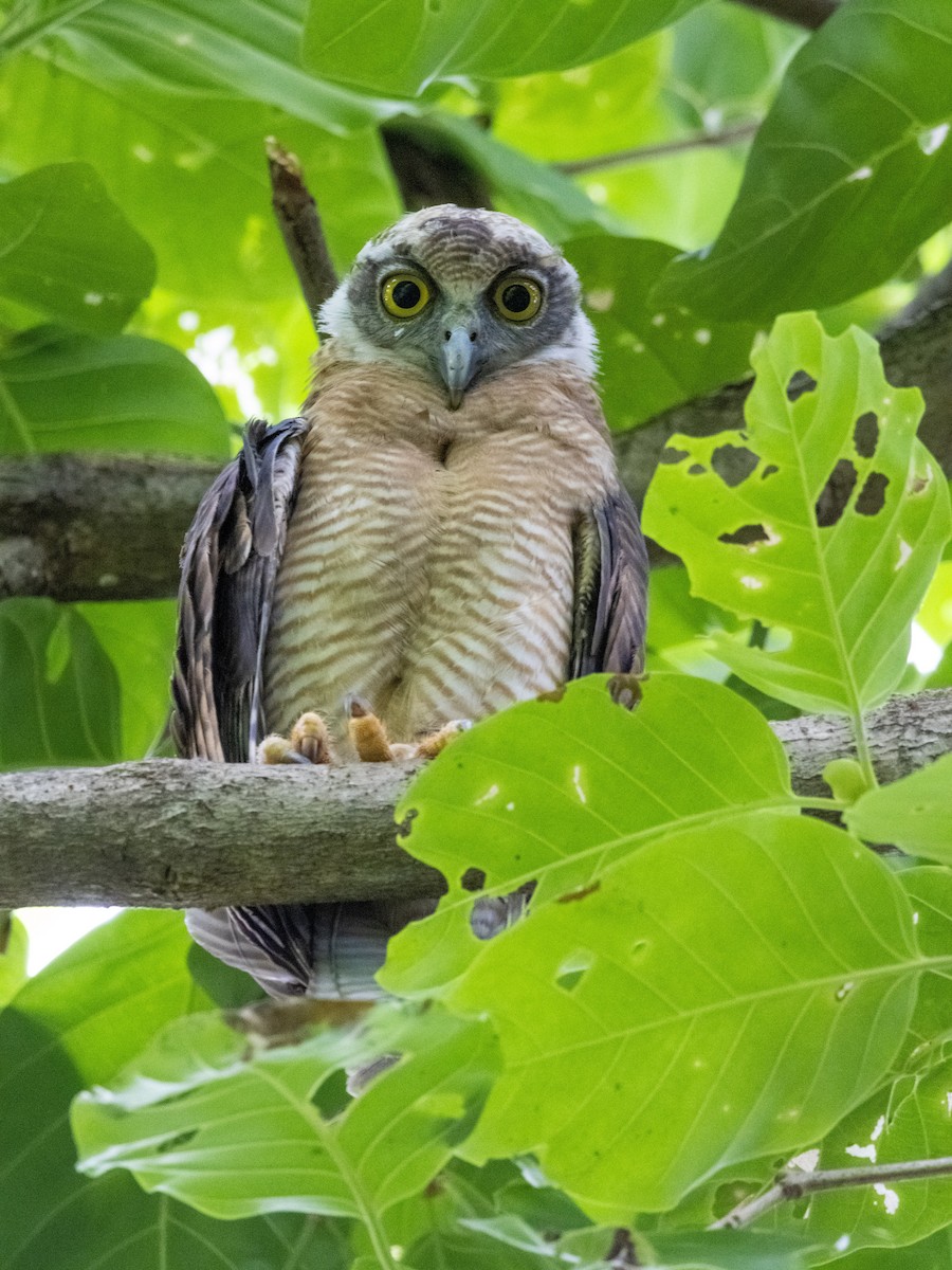 Nínox Rojizo - ML645697820