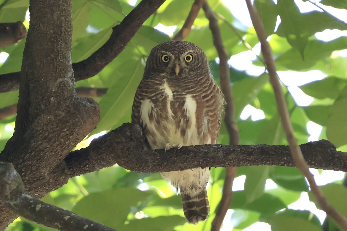 Asian Barred Owlet - ML645697827