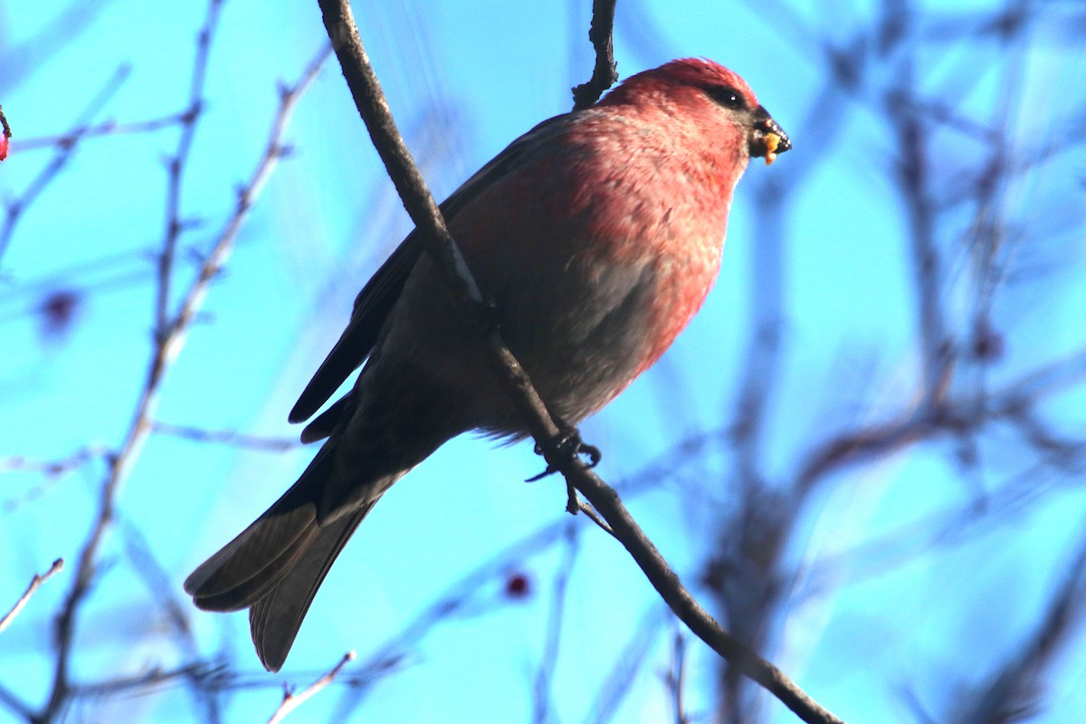 Pinu-gailupa - ML645697828