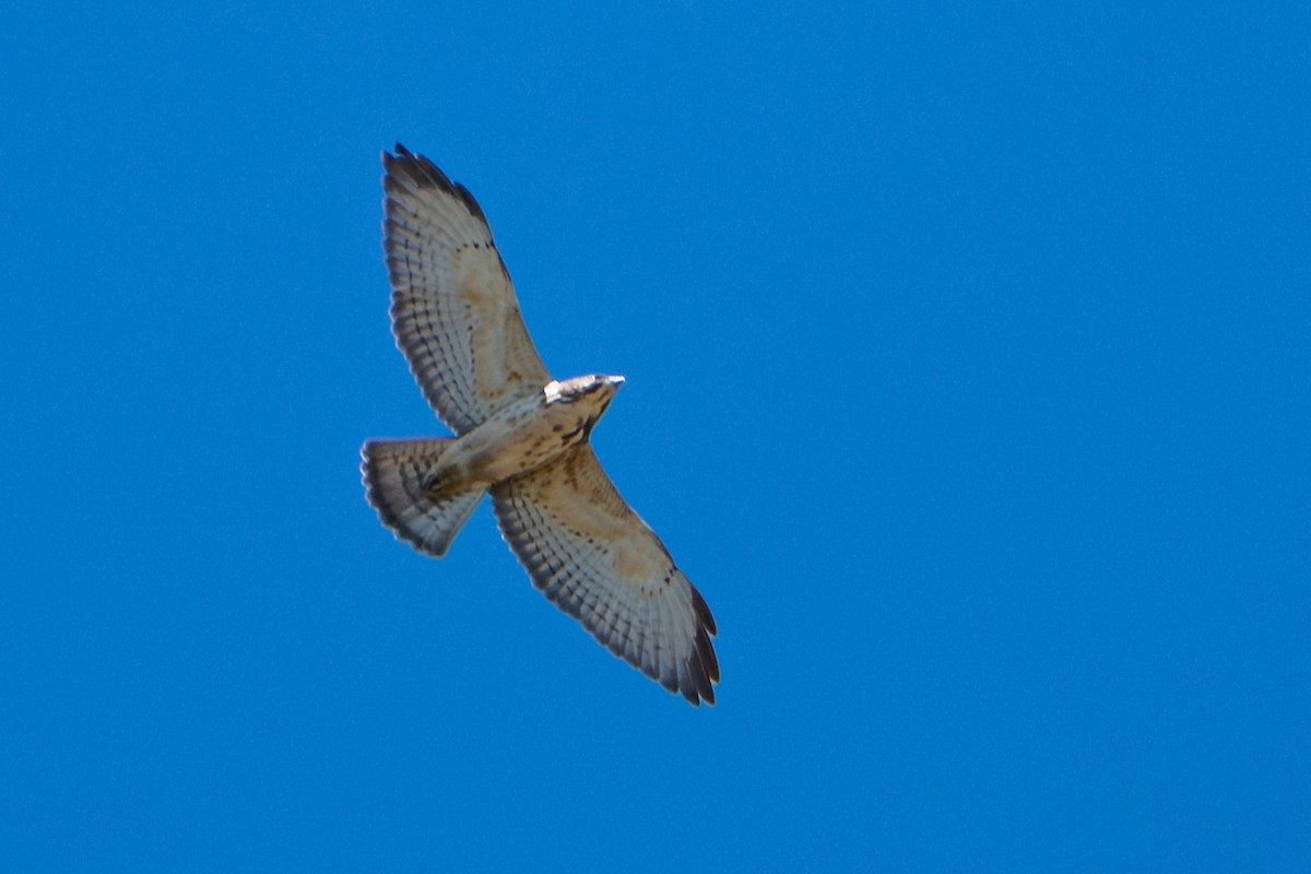 Broad-winged Hawk - ML645697831