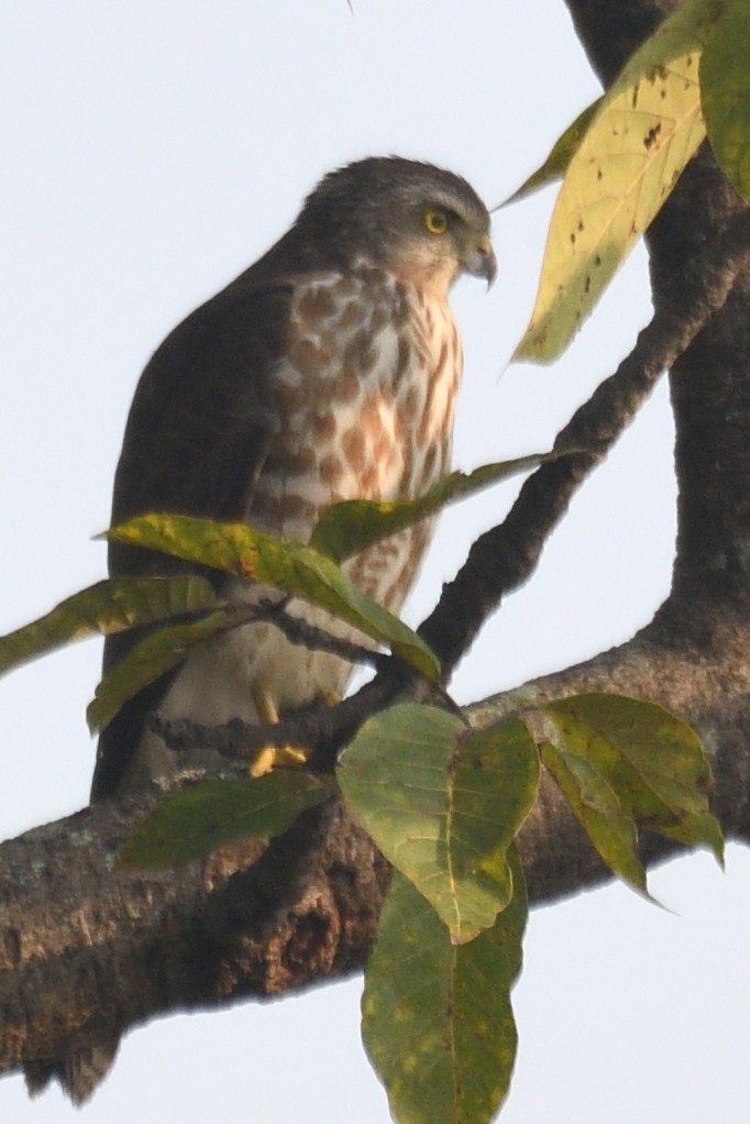 Яструб туркестанський - ML645697832