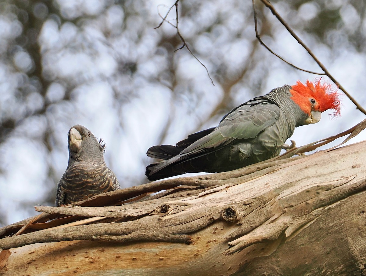 Gang-gang Cockatoo - ML645697833