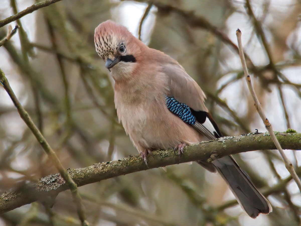 Eurasian Jay - ML645697837