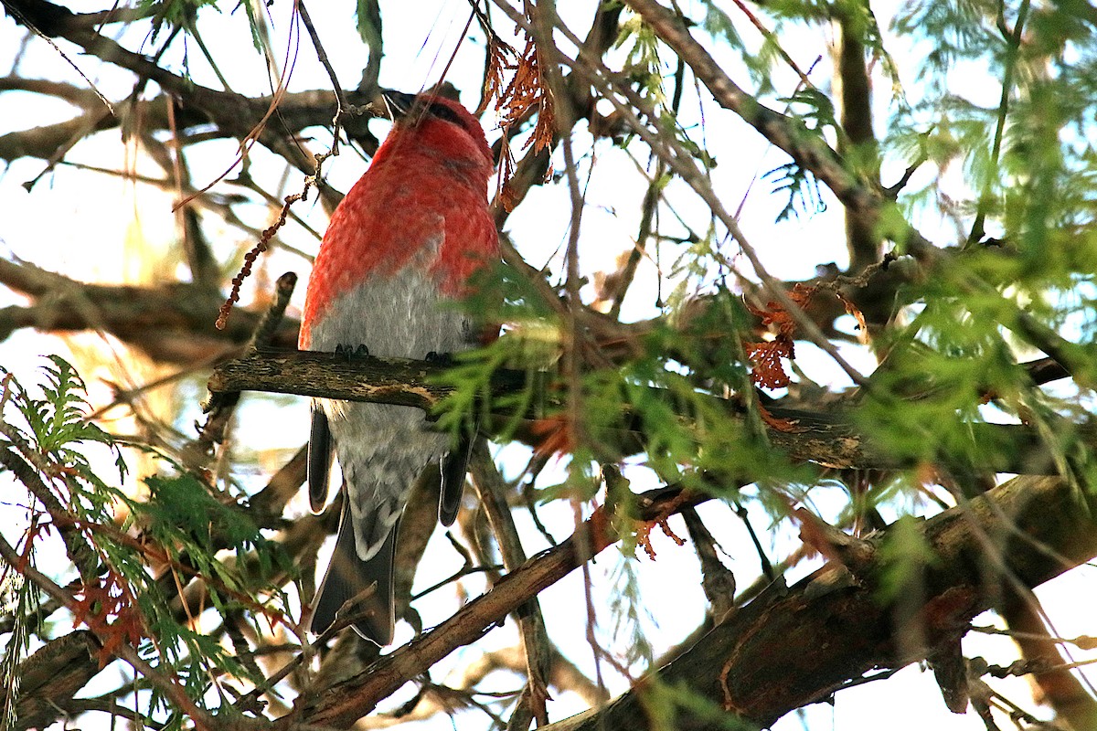 Pinu-gailupa - ML645697839