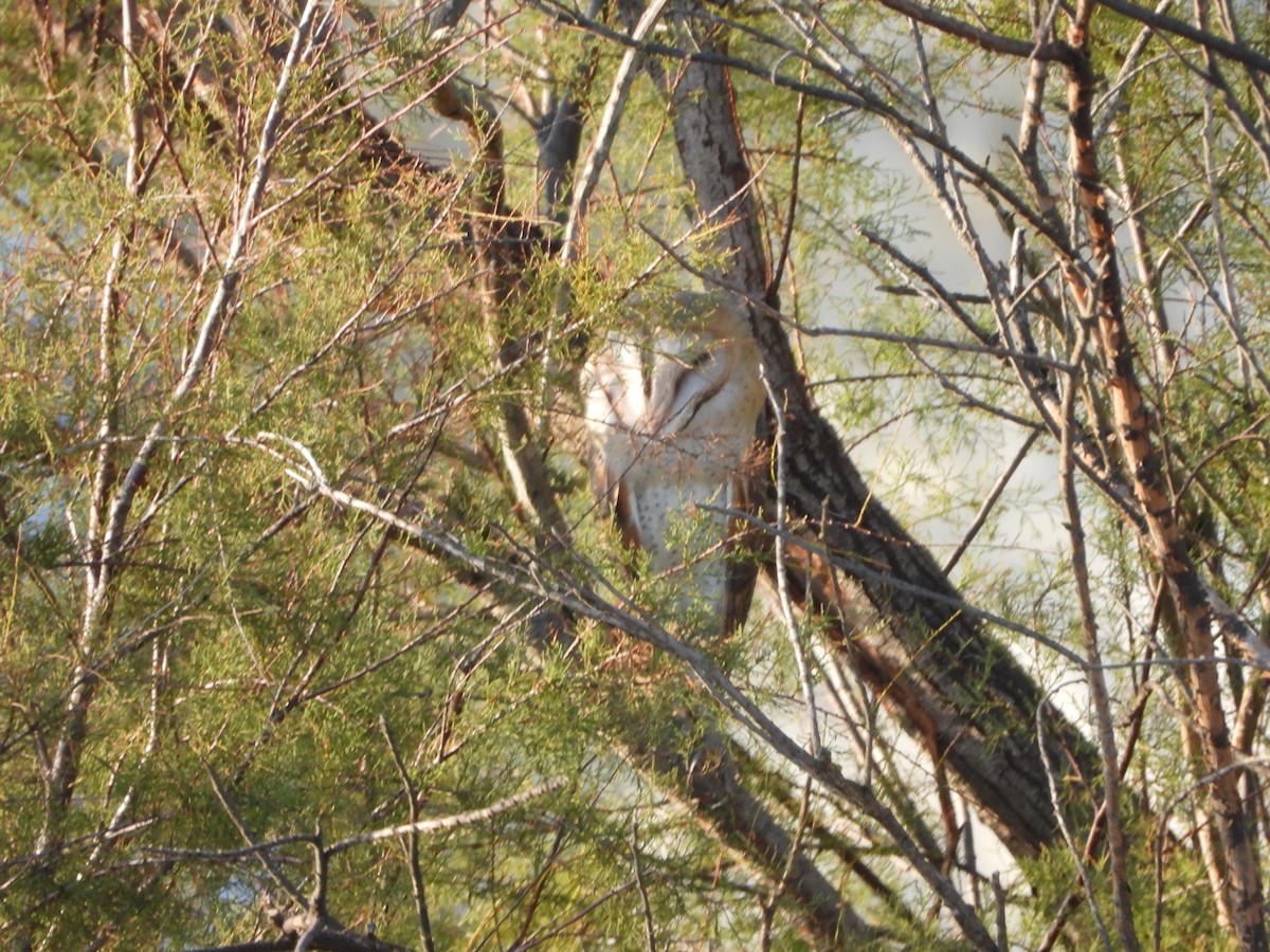 Western Barn Owl - ML645697845
