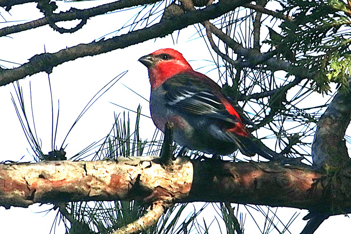 Pinu-gailupa - ML645697846