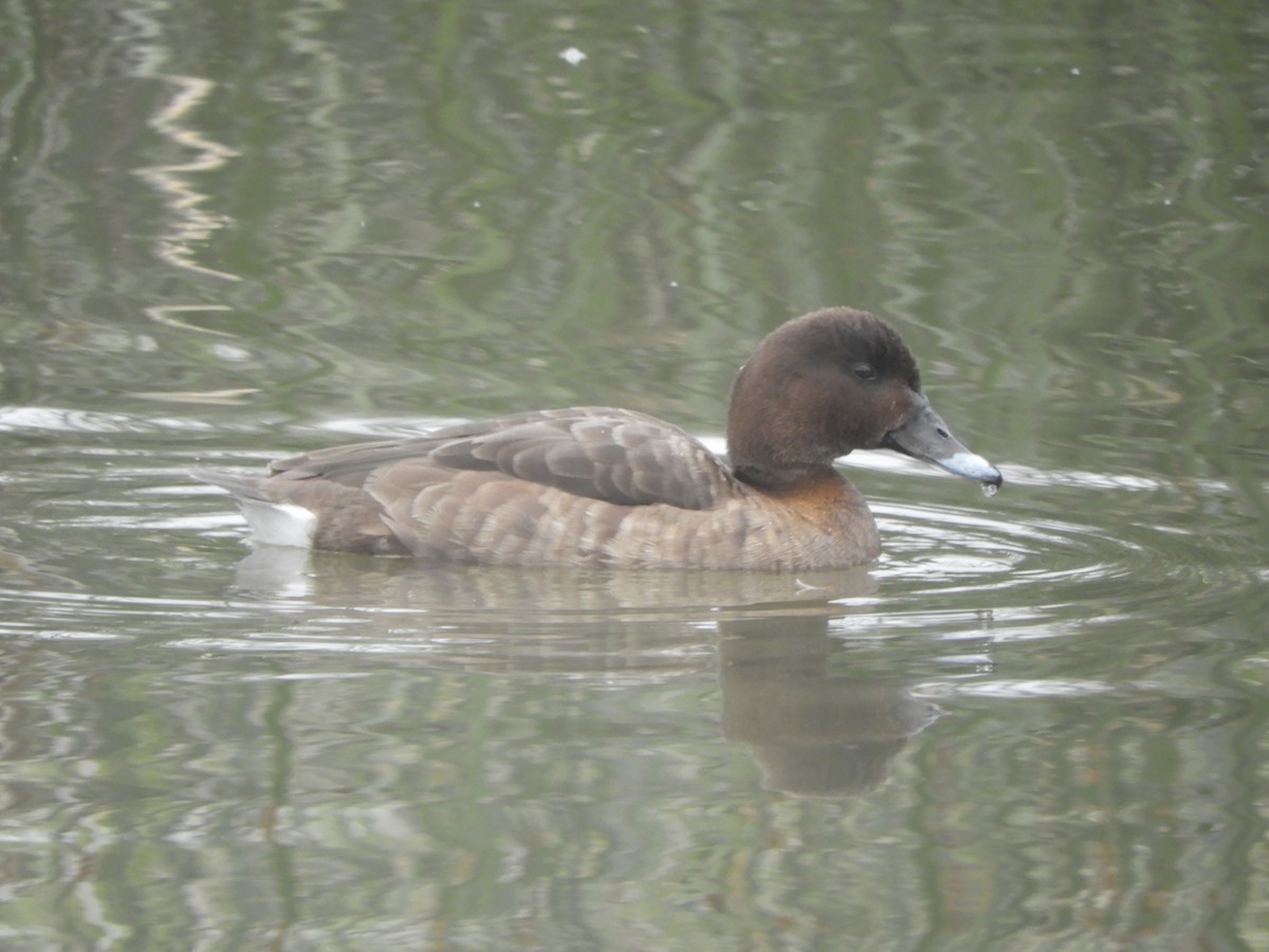 Чернь австралійська - ML645697848