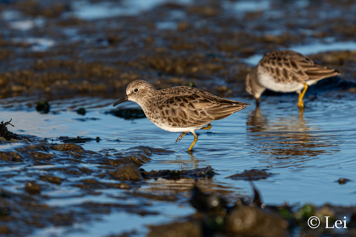 Least Sandpiper - ML645697850