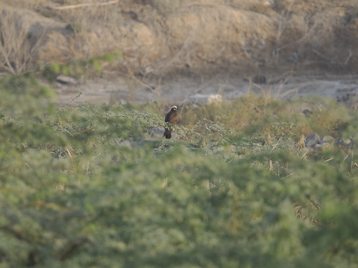 Лунь очеретяний - ML645697852