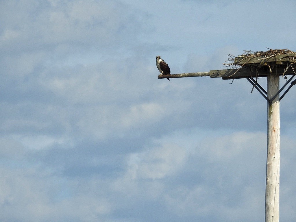 Скопа західна - ML645697854