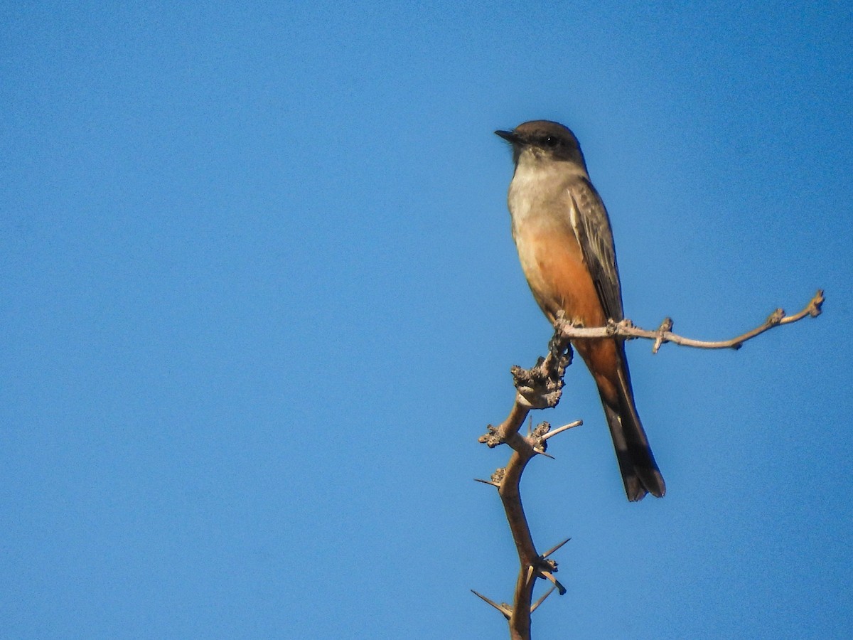 Феб великий - ML645697855