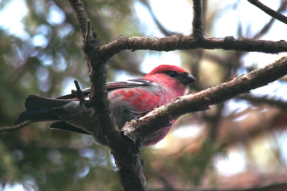 Pinu-gailupa - ML645697856