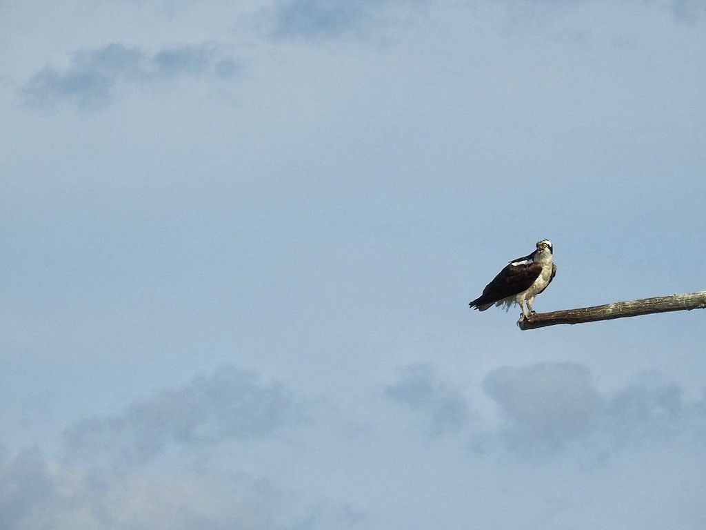 Скопа західна - ML645697857