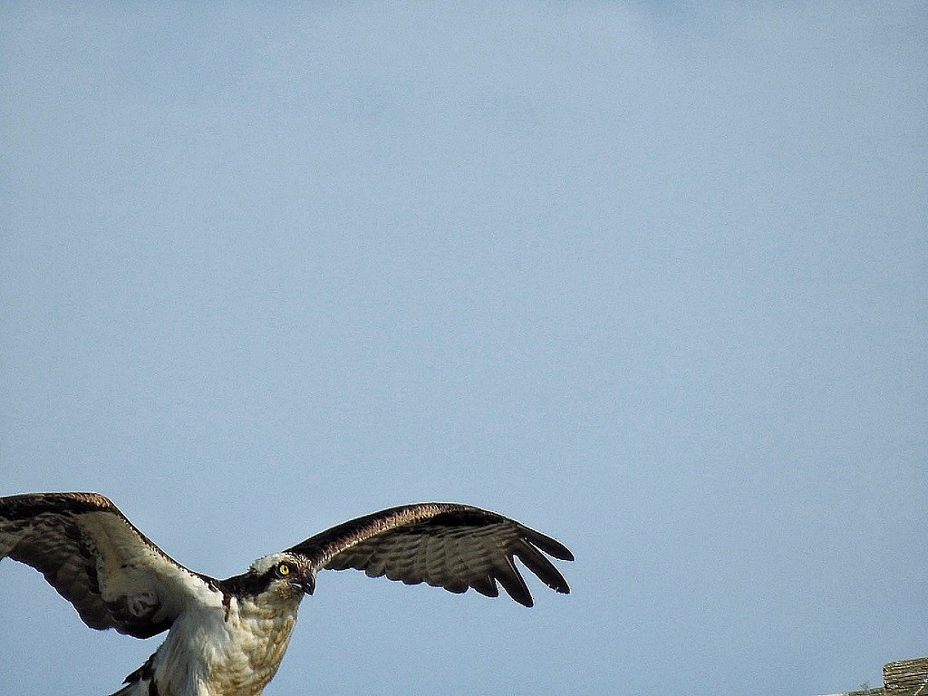 Скопа західна - ML645697858