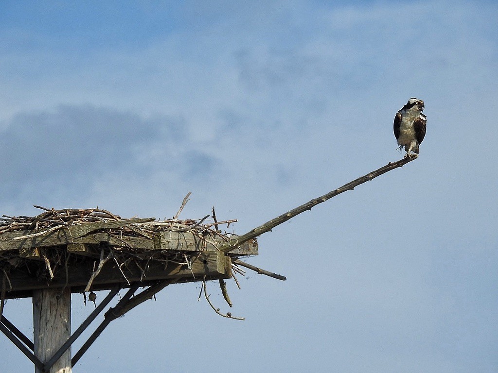 Скопа західна - ML645697859