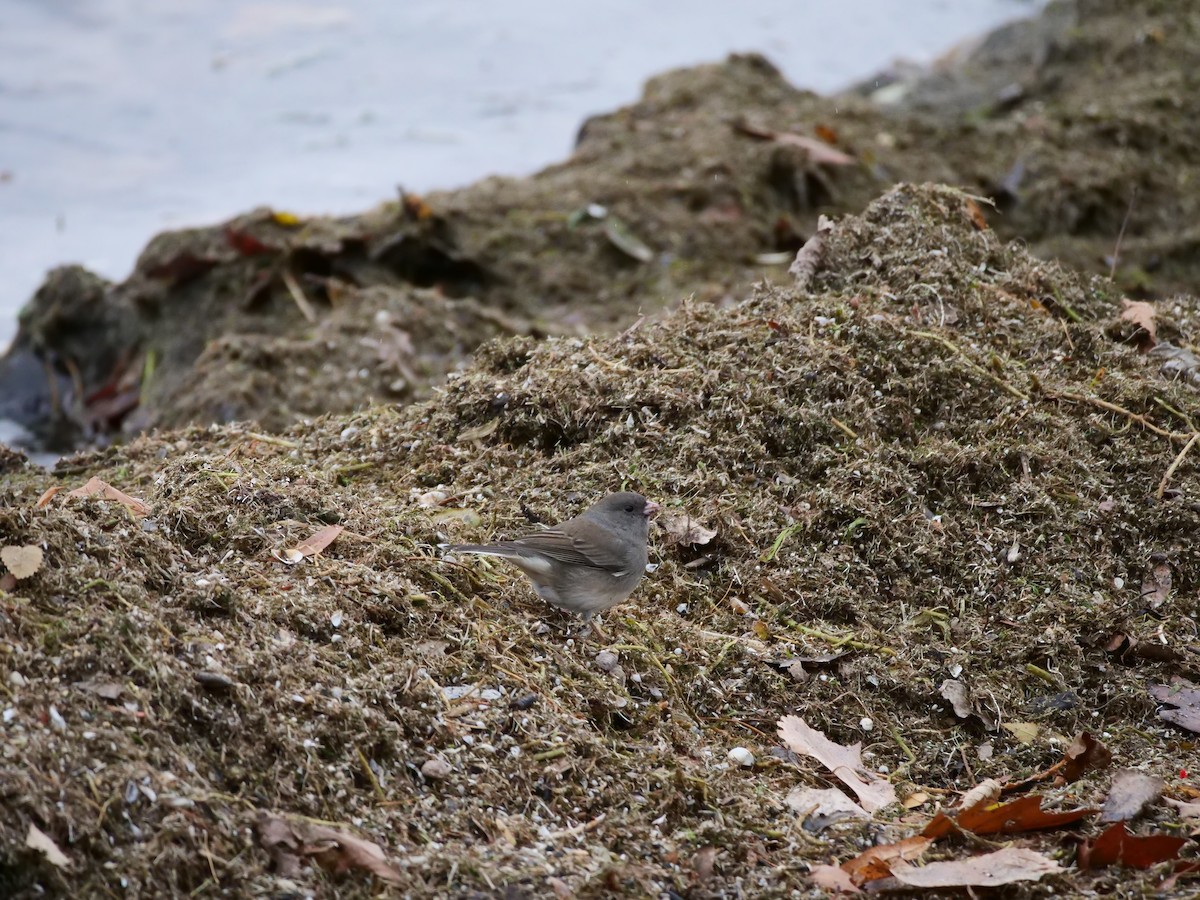 Юнко сірий - ML645697860