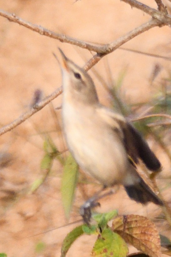 Берестянка мала - ML645697862