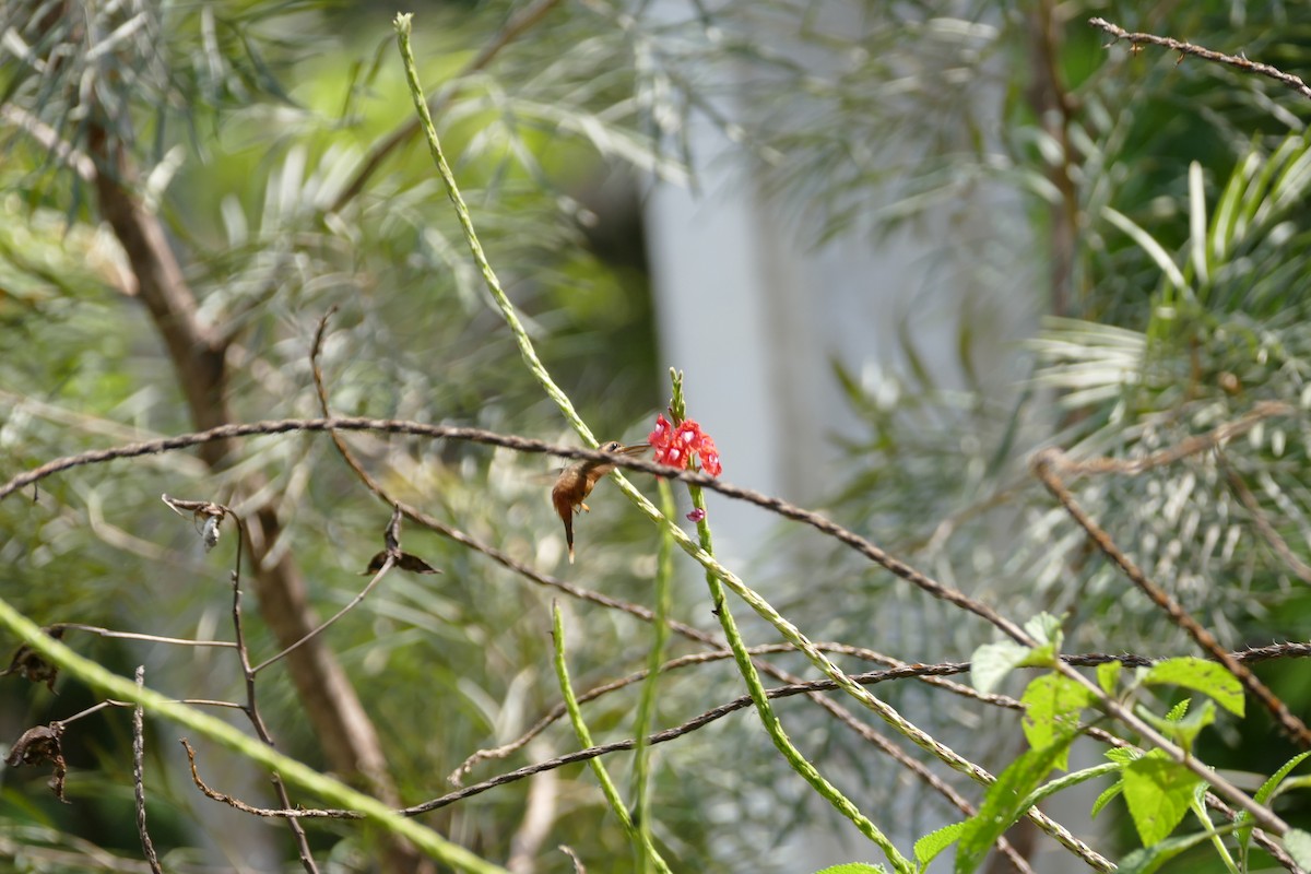 Ерміт рудий - ML645697863