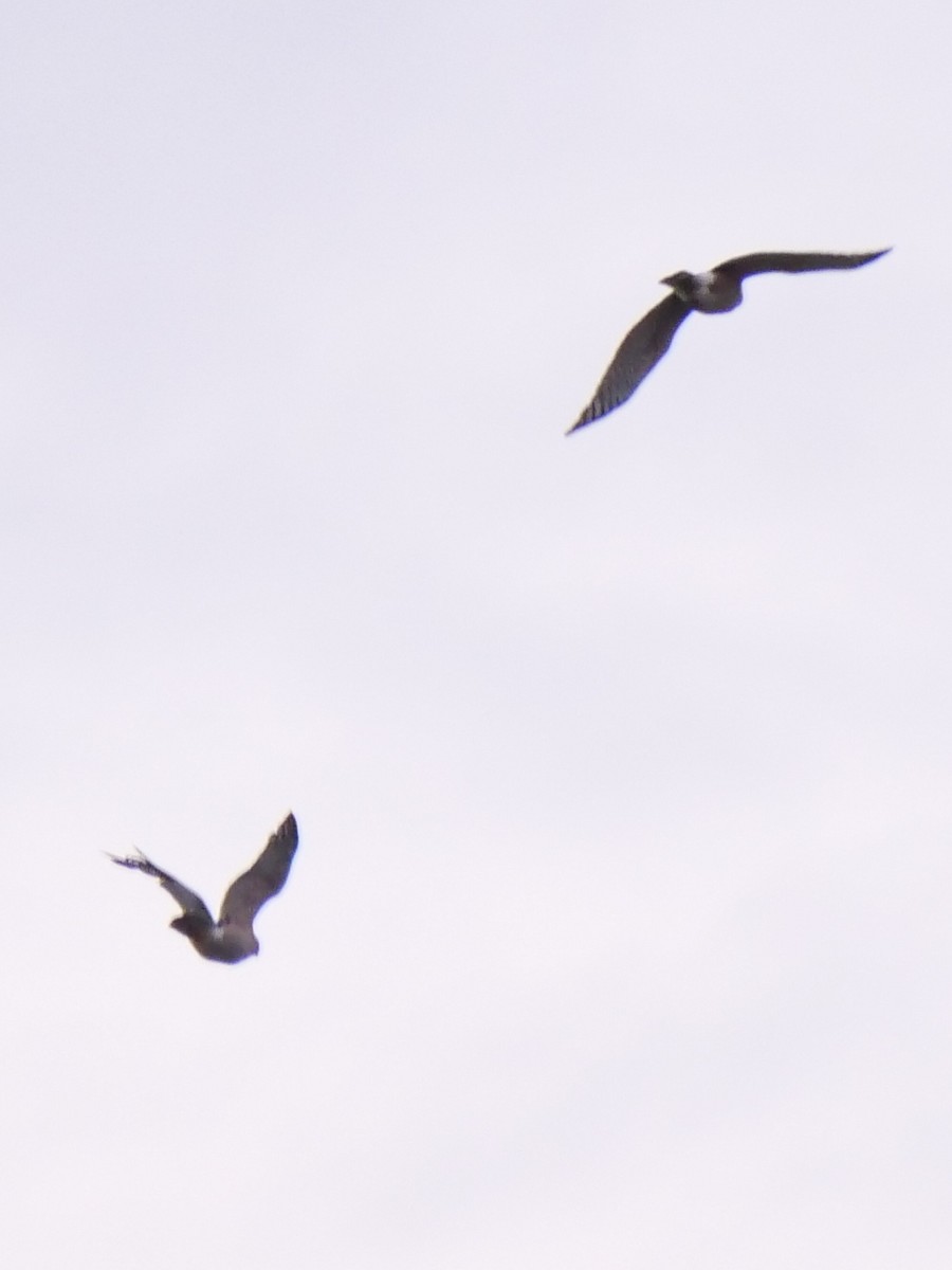 Яструб чорноголовий - ML645697864