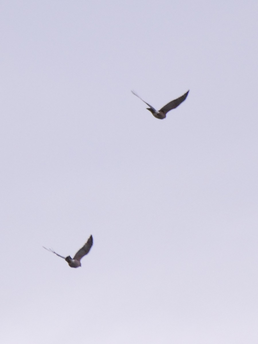 Яструб чорноголовий - ML645697865