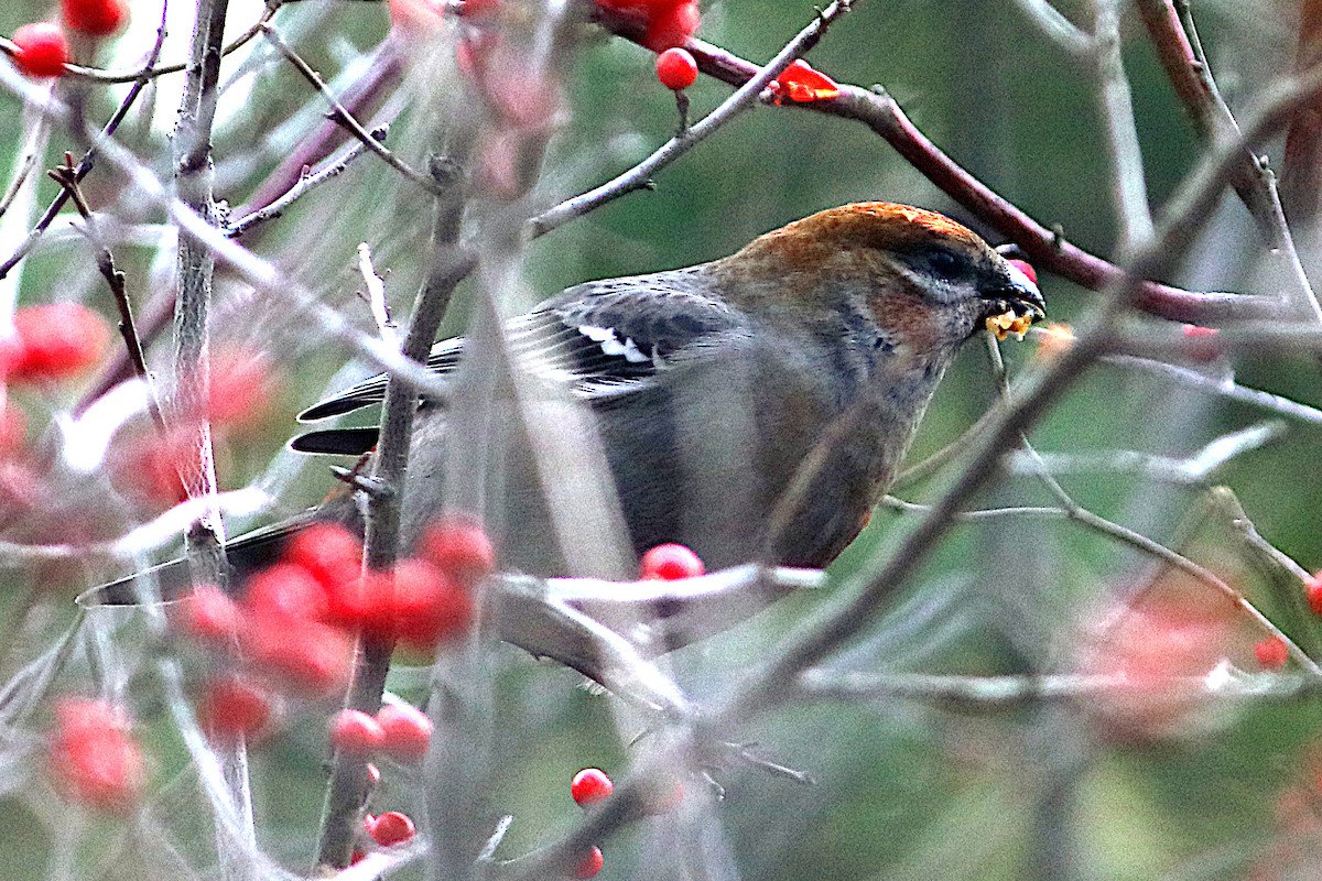 Pinu-gailupa - ML645697866