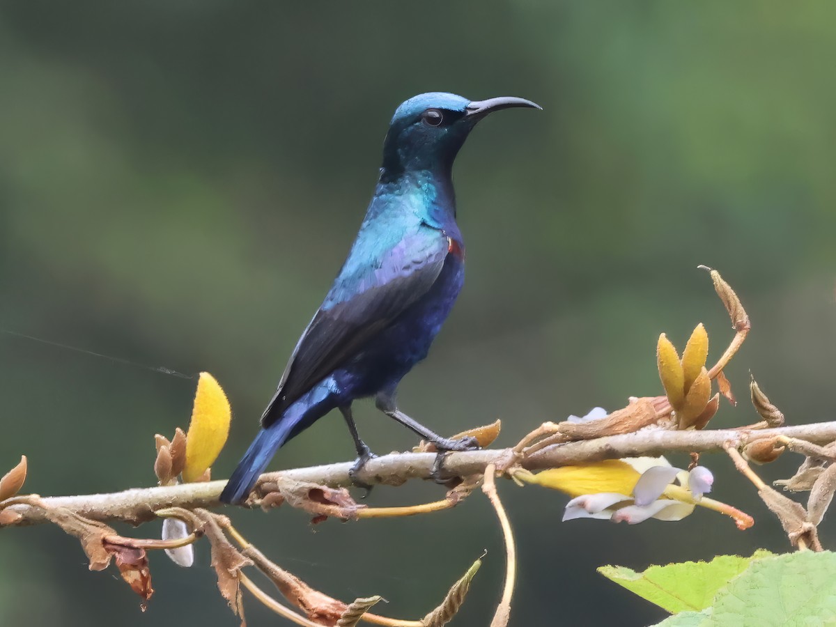 Маріка пурпурова - ML645697867