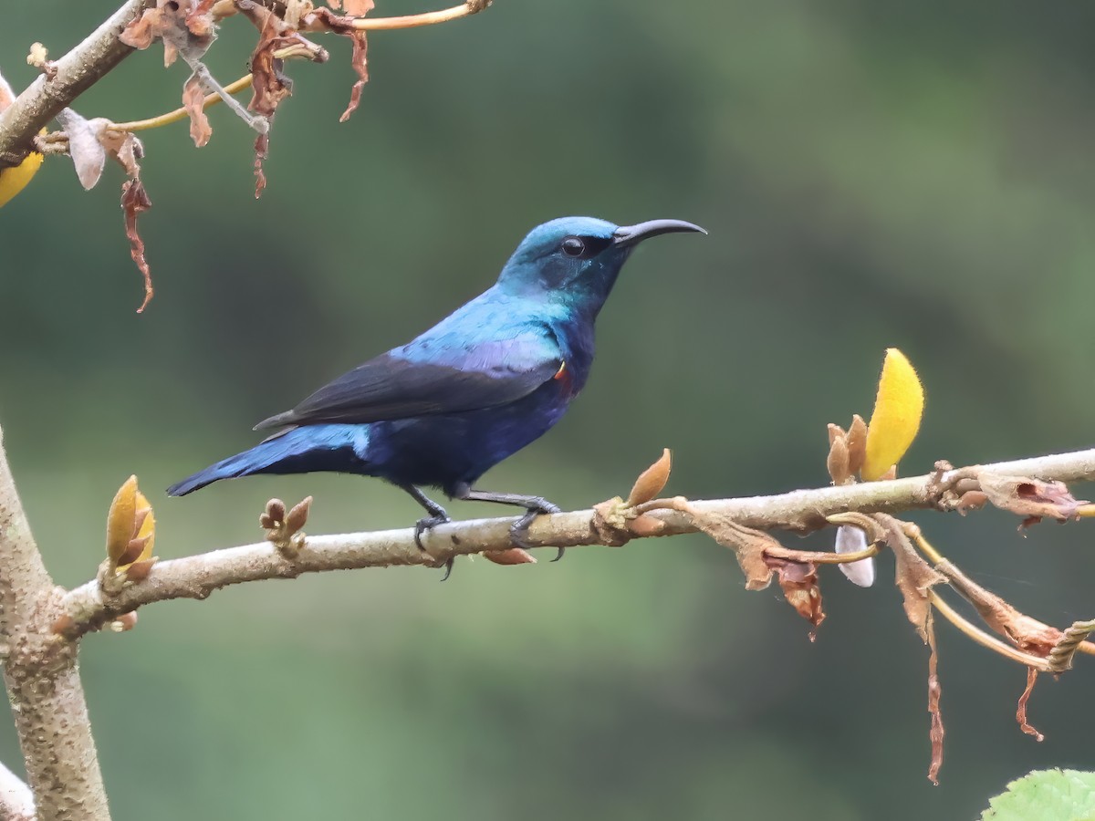 Маріка пурпурова - ML645697868