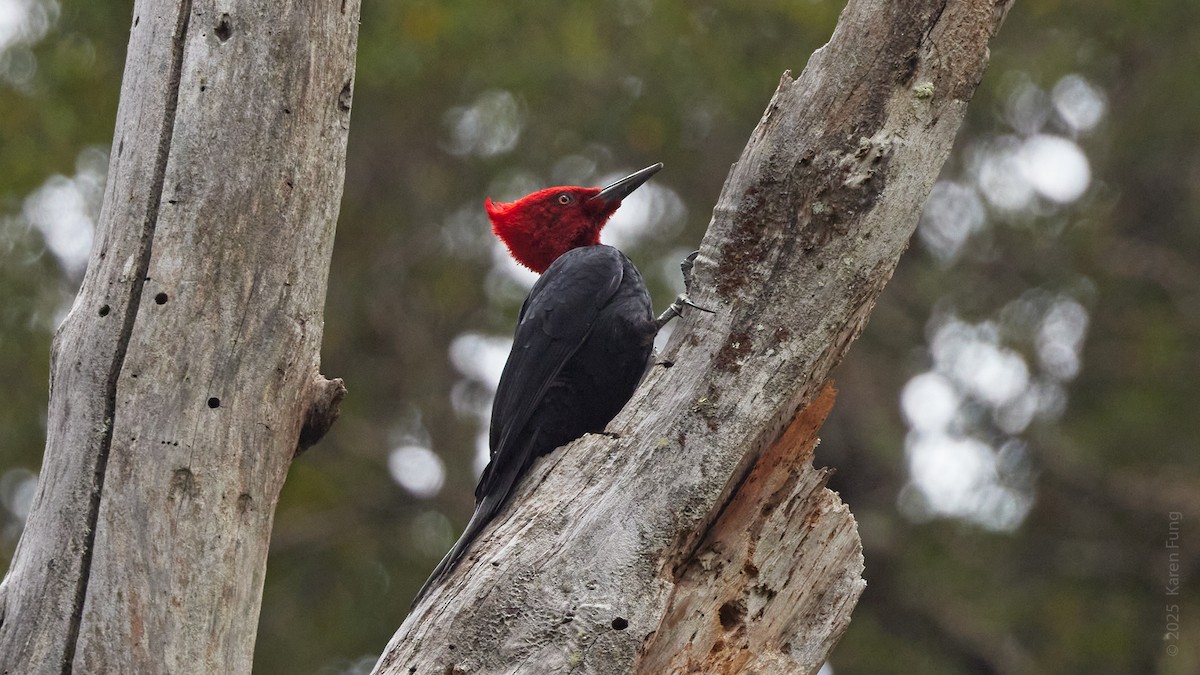 Дятел-кардинал магеланський - ML645697869