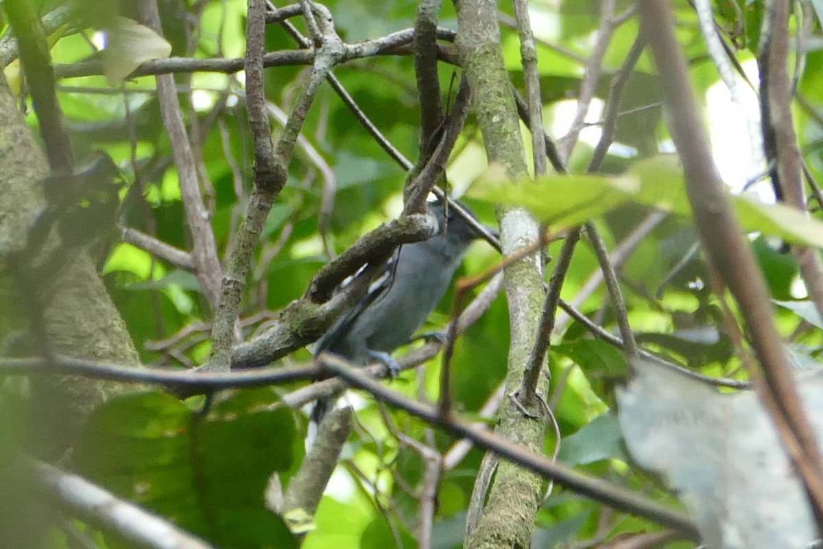 Сорокуш амазонійський - ML645697873