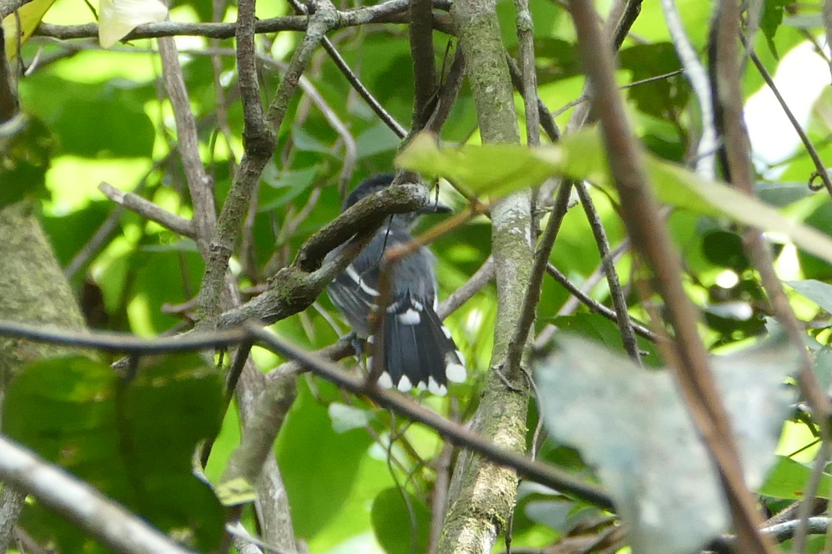 Сорокуш амазонійський - ML645697874