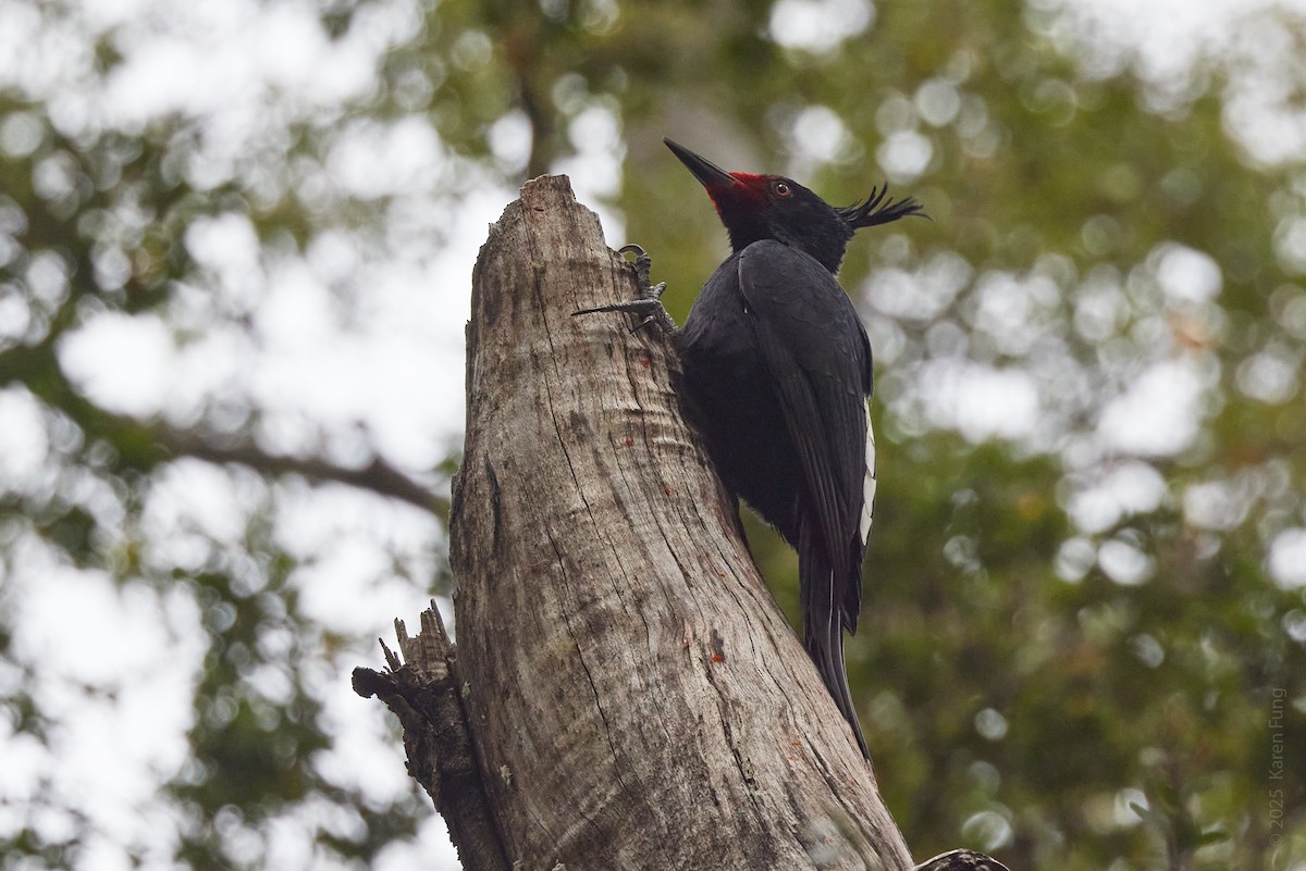 Дятел-кардинал магеланський - ML645697875