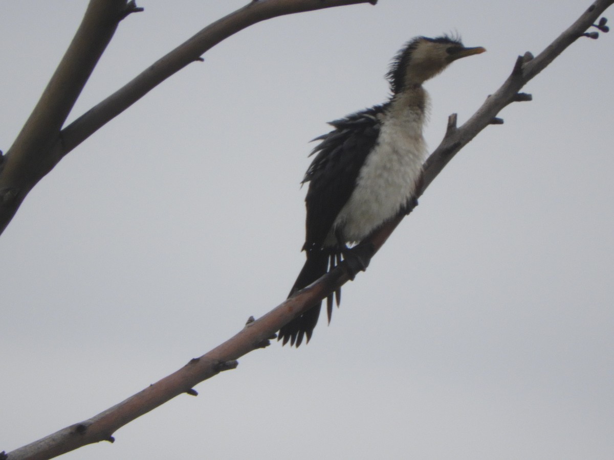 Баклан строкатий - ML645697876