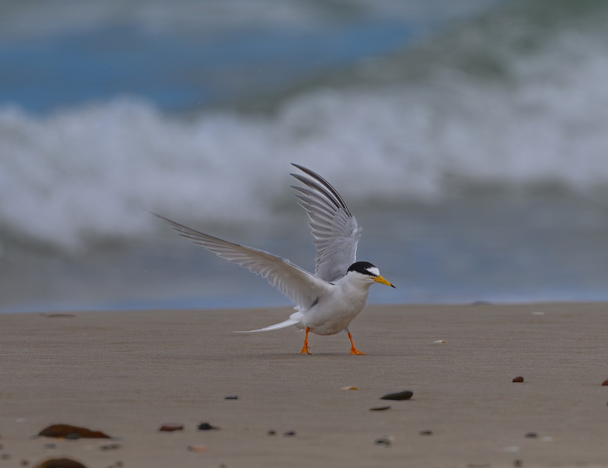 Крячок малий - ML645697877