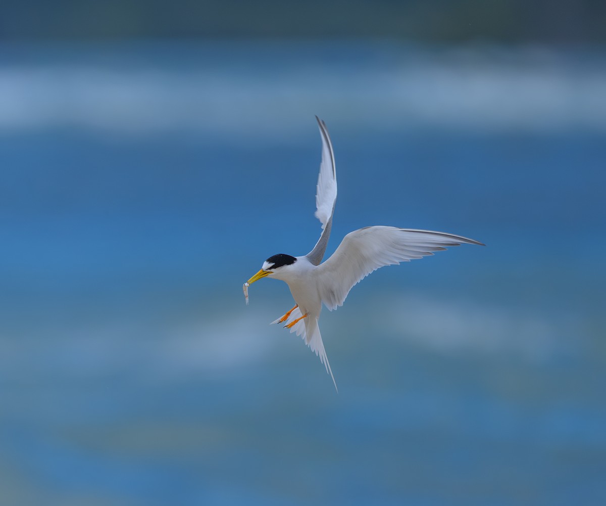 Крячок малий - ML645697878