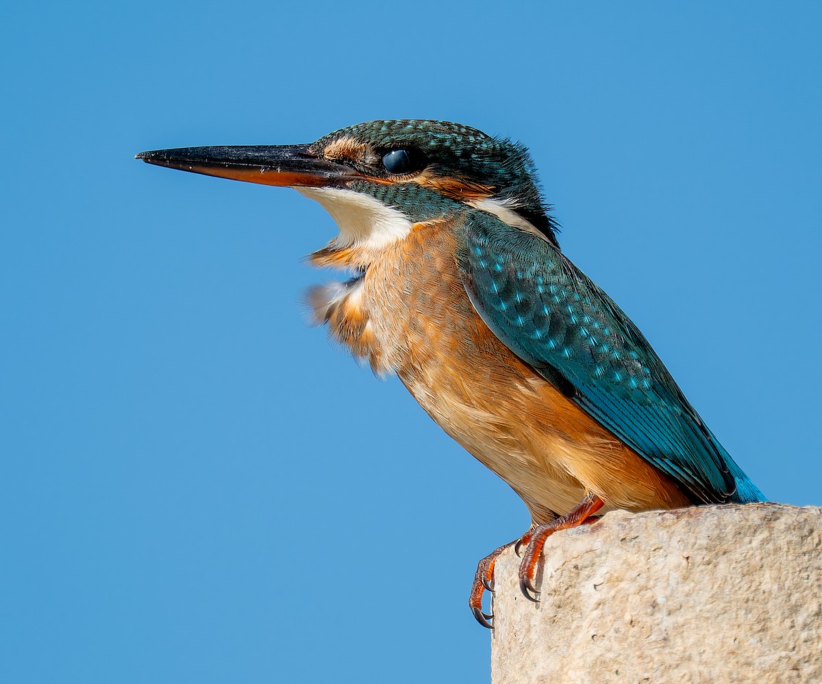 Рибалочка блакитний - ML645697879