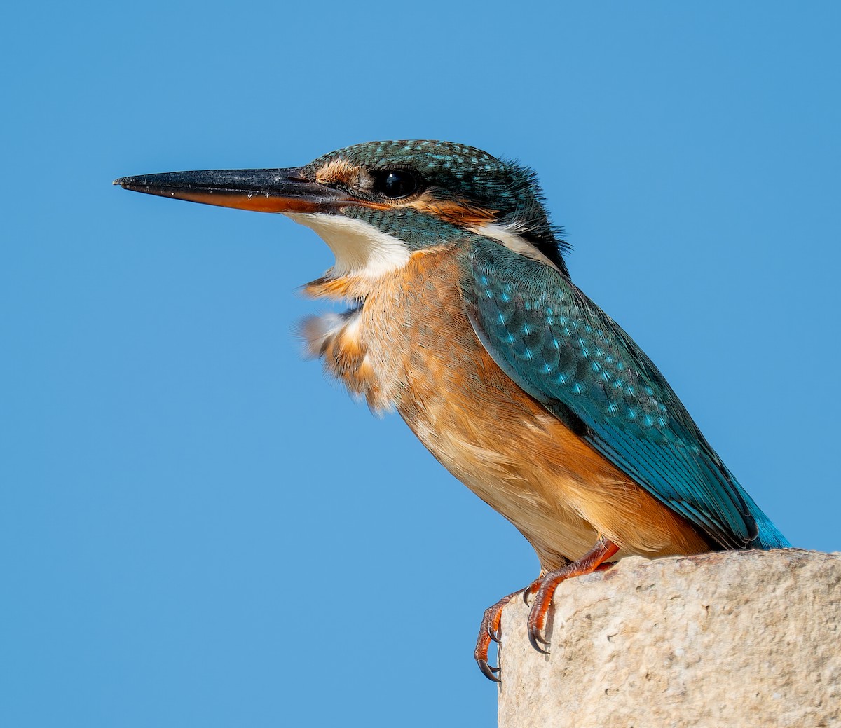 Рибалочка блакитний - ML645697880