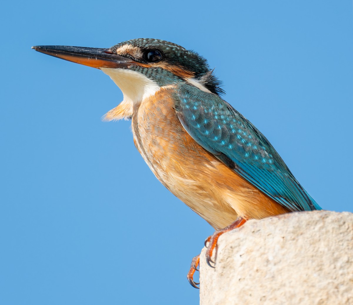 Рибалочка блакитний - ML645697881