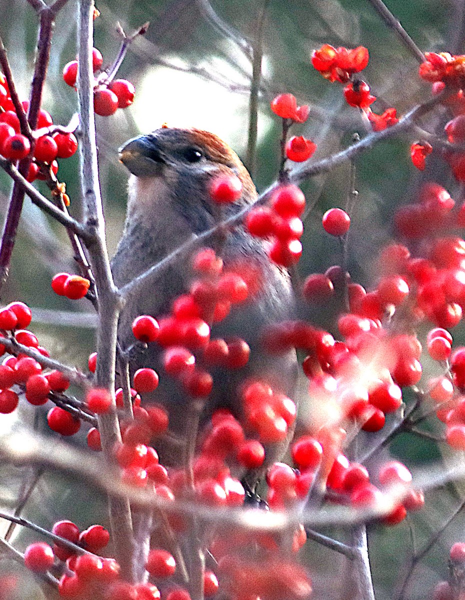 Pinu-gailupa - ML645697886