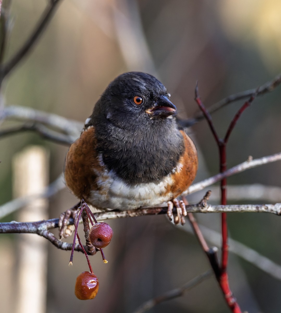 Тауї плямистий - ML645697887