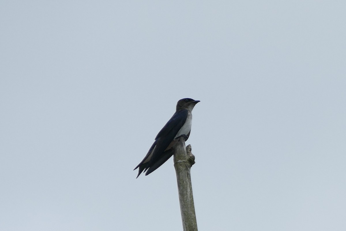 Щурик сірогорлий - ML645697888