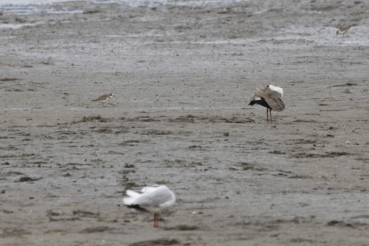 Чайка білошия - ML645697891